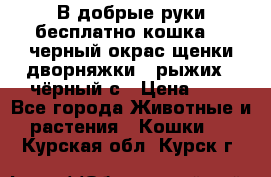 В добрые руки бесплатно,кошка,2.5черный окрас,щенки дворняжки,3 рыжих 1 чёрный,с › Цена ­ - - Все города Животные и растения » Кошки   . Курская обл.,Курск г.